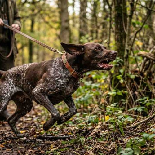 Pawsitive Beginnings: Mastering the Essentials of Puppy Training for New Owners